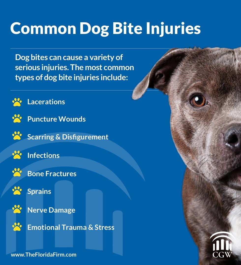 are-dog-bites-common